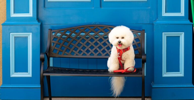 featured image 084a1cc75a5f 837287714b01 dog news