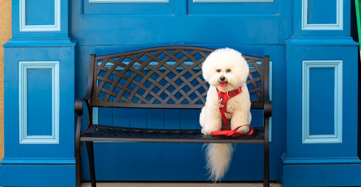 Some dogs need life arranged around them – These breeds are generally better at meeting owners halfway