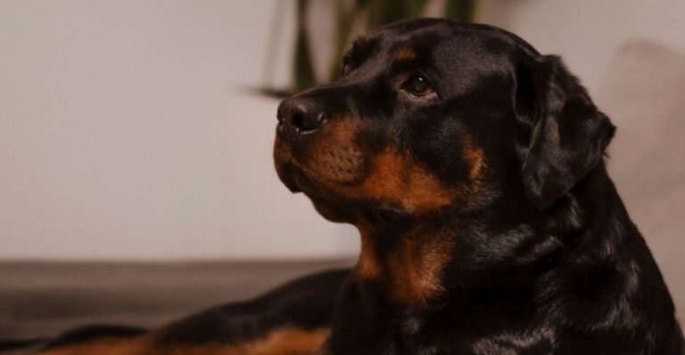 featured image 0be860baa403 193f586b8670 dog news
