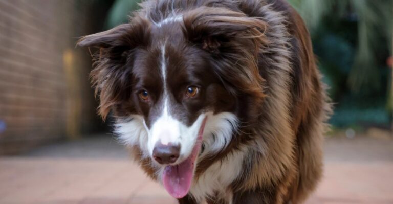 featured image 0cd78685c8cd 4b08ed9e78ef dog news