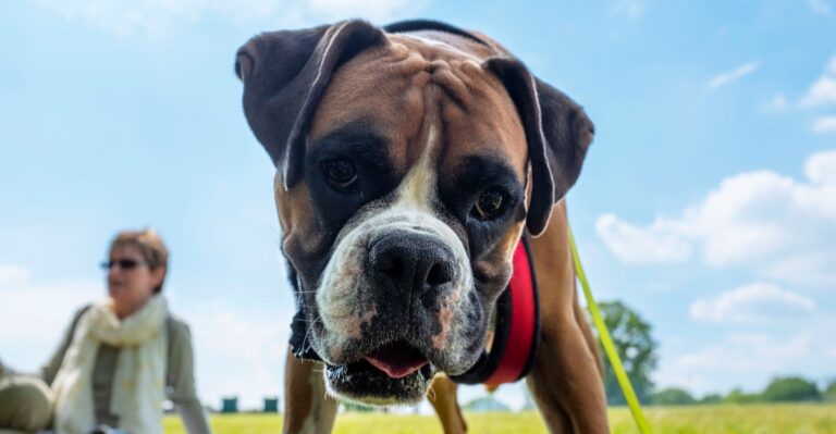 featured image 0df8315baf41 c0b6b0db483d dog news