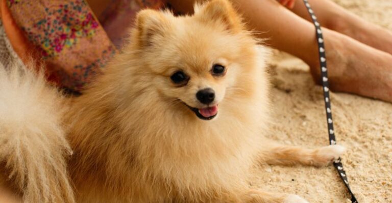 featured image 0f7bc19fa22b 2aa7796fd205 dog news