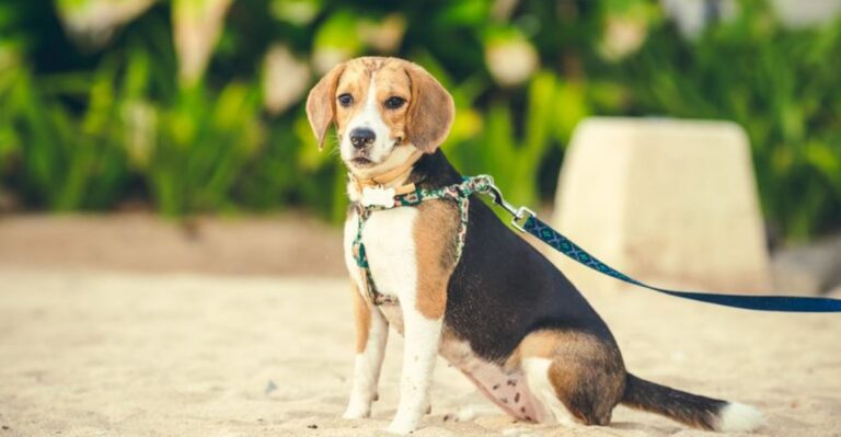 featured image 10ee45dac978 107afd9618ea dog news
