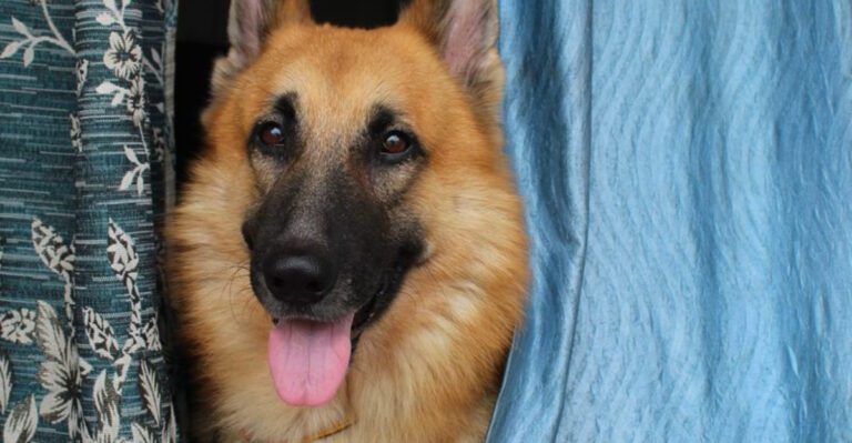 featured image 115d0541f054 e3d80455829d dog news