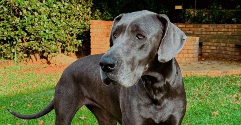 featured image 136f7039a56f 1ab8f9663f49 dog news