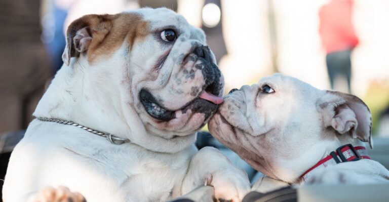 featured image 150cfd7fd0cd 6b81da6255ef dog news
