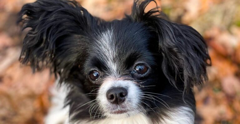featured image 16aeefa29c04 883a132aaffd dog news