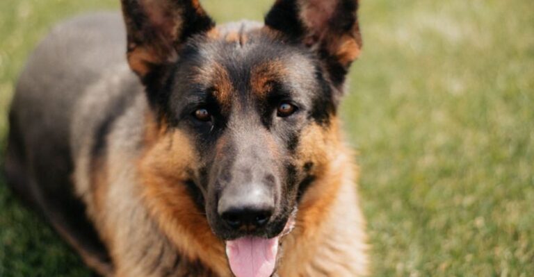 featured image 1725a5dd89c3 293329a7eb38 dog news