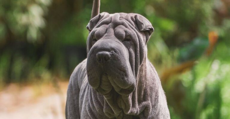 featured image 18aad628bad4 818b8ca42b6f dog news