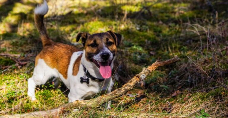 featured image 1e9484ed24ea 4a9176a5f21b dog news