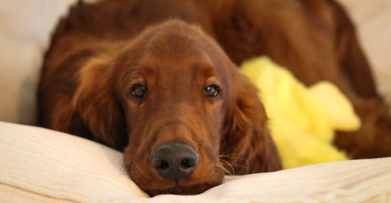featured image 23a78cf73b6d 2a81adbd1323 dog news