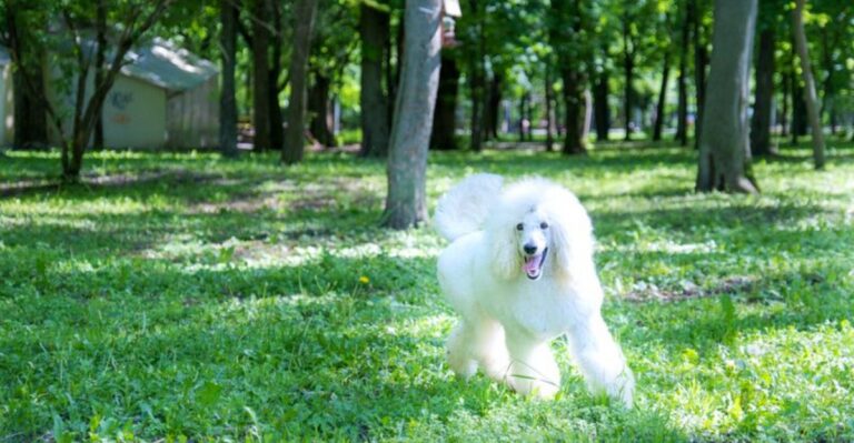 featured image 25dbf45d0ac0 f0955cbb666c dog news