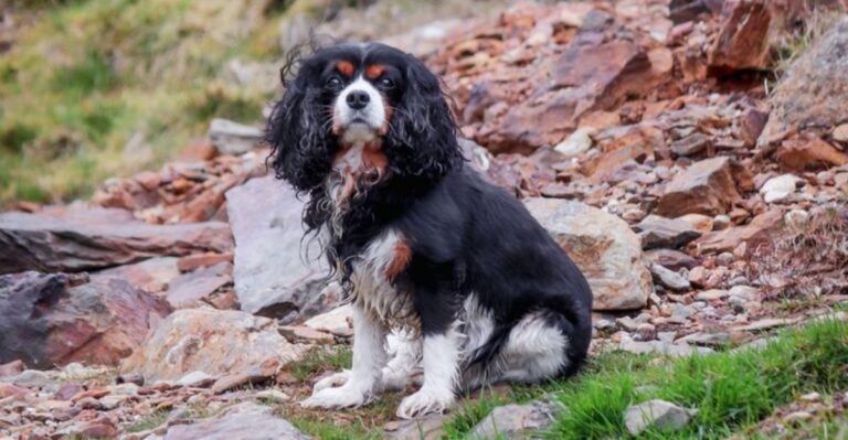 featured image 2733dbcd4382 3f1085c62aaf dog news