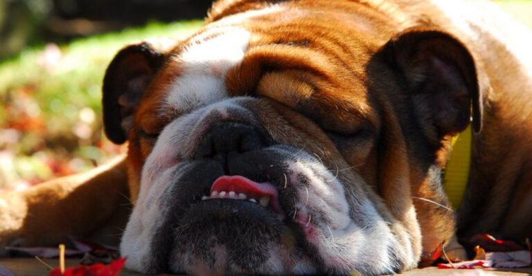 featured image 27352a69913d 498233d0b73d dog news