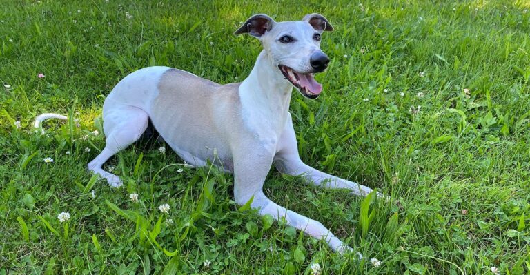 featured image 27c1dbc80aea 2070ca0adf69 dog news