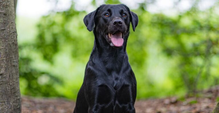 featured image 293b106b70e3 35b7ab0ea5ff dog news