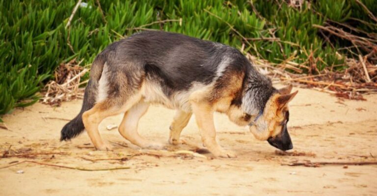 featured image 2b1beba08108 a7bc4c8ad32c dog news