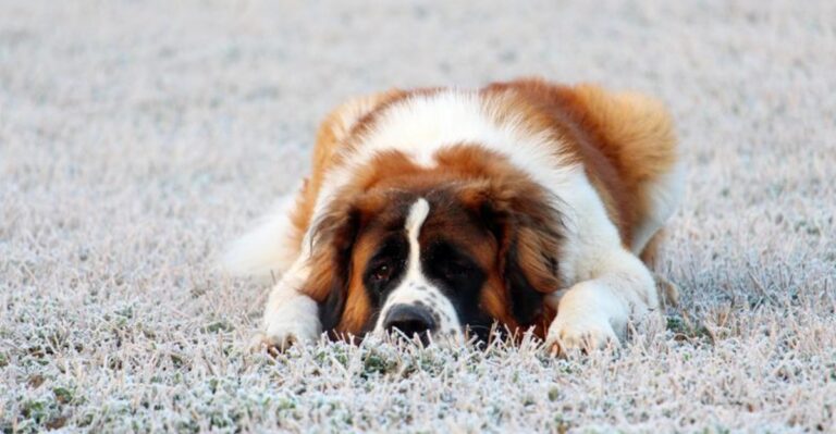 featured image 2bbca59cc363 9cff5ca1e918 dog news