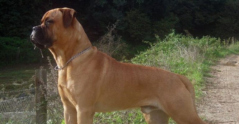 featured image 2be2f3c8a56d 7ac89b6381cd dog news