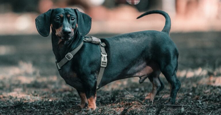 featured image 2d3a60944083 6891cc127164 dog news