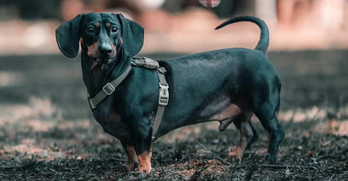 Let these 11 dog breeds break one rule as puppies – and the habit may follow them into adulthood