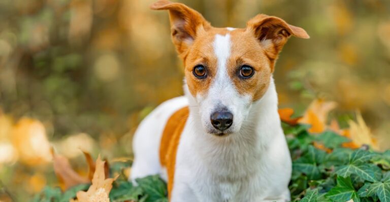 featured image 2dd653e319d9 9d9d701eeb60 dog news