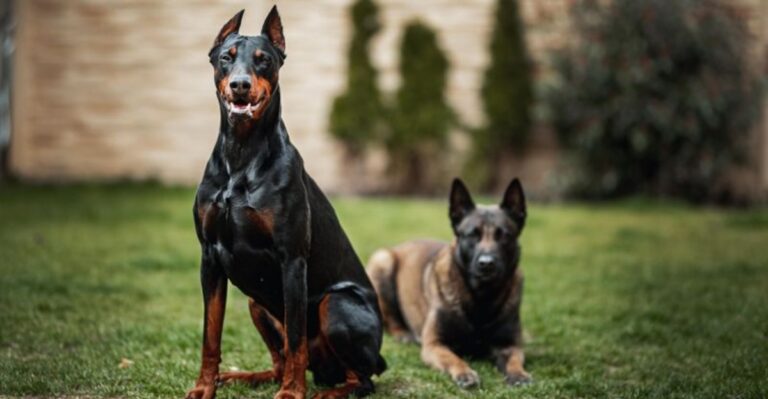 featured image 3123934d5778 bc74c730eeb3 dog news