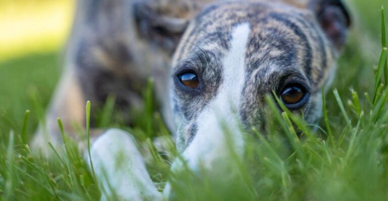 featured image 318310d89118 309a14d2f010 dog news