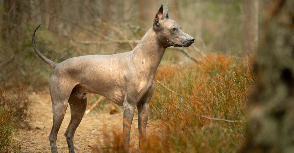12 dogs with skin that needs special attention – from deep wrinkles to almost no protective coat at all