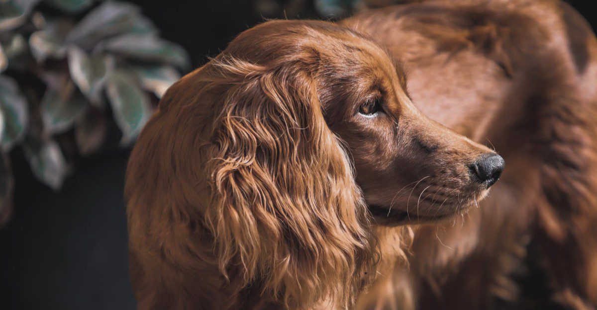 Think every family dog bonds the same way? These breeds can make the relationship feel much deeper