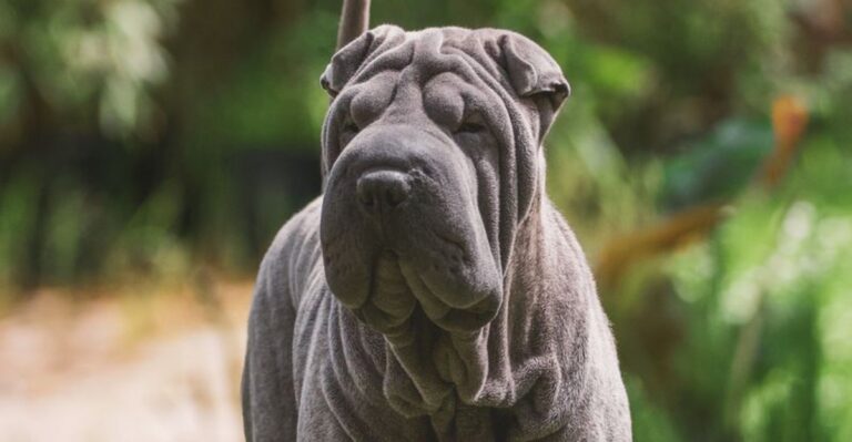 featured image 3a2444840156 e392a2dfad69 dog news