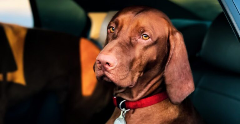 featured image 3a265330ee06 0cb0f176ed8c dog news