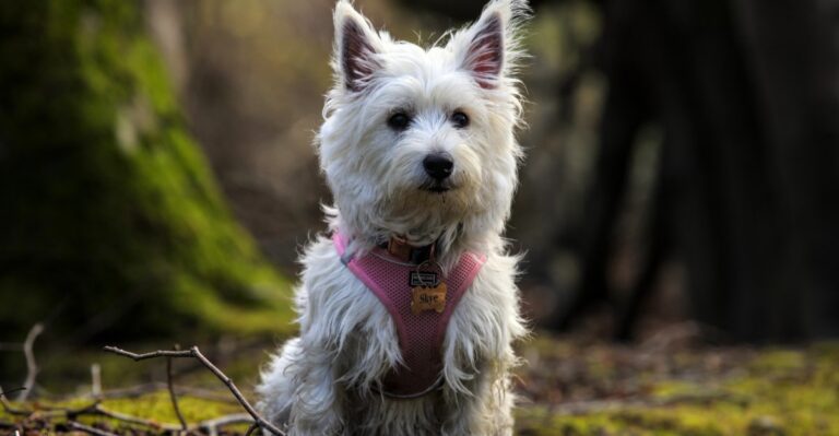 featured image 3ba8350c1b65 225682482584 dog news