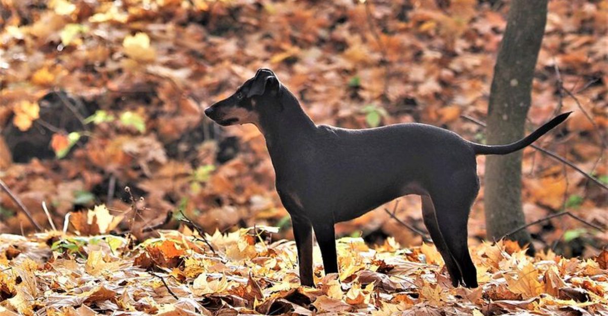 You arrive convinced you know which dog you want – Then one of these breeds ruins the entire plan
