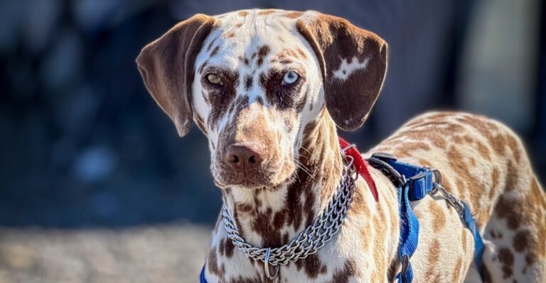 featured image 3defa25d3278 cde5860f9262 dog news