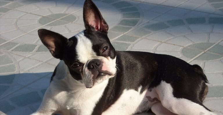 featured image 3ede8ce60dd7 f280a6770f67 dog news