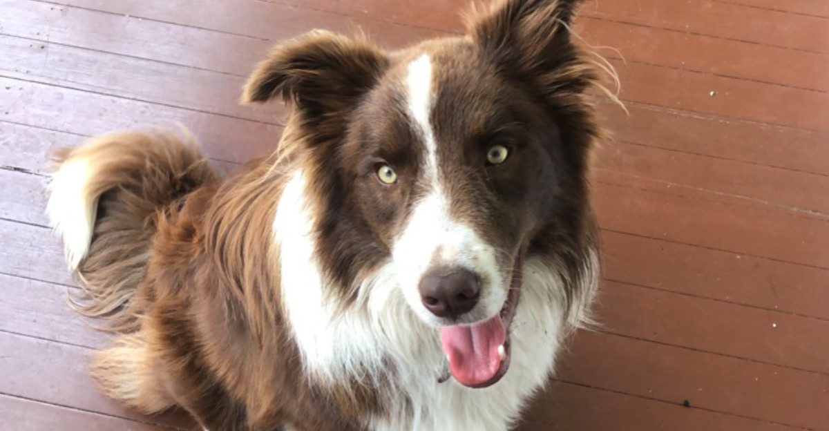 10 dog breeds that weren’t built for ordinary household life – plus 3 companions that seem made for it