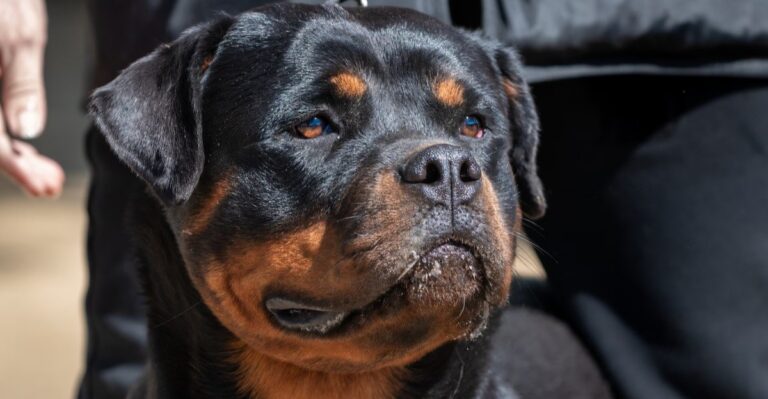 featured image 418cf580f12c 3e434b91f5b9 dog news