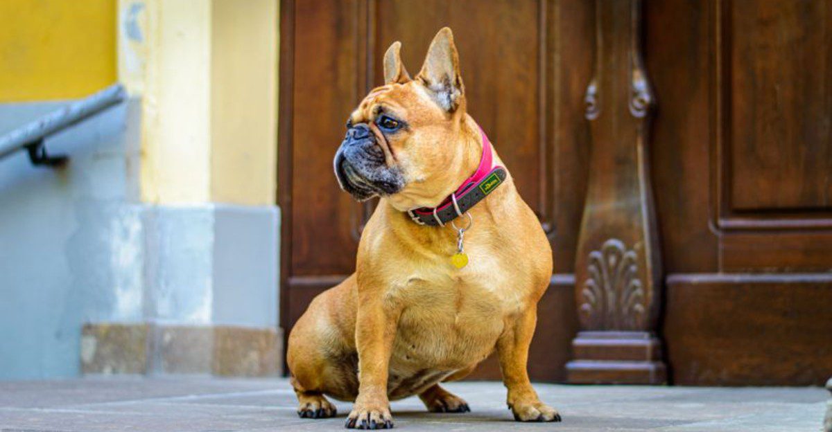 Dogs aren’t interchangeable – These breeds can make personalized routines especially important