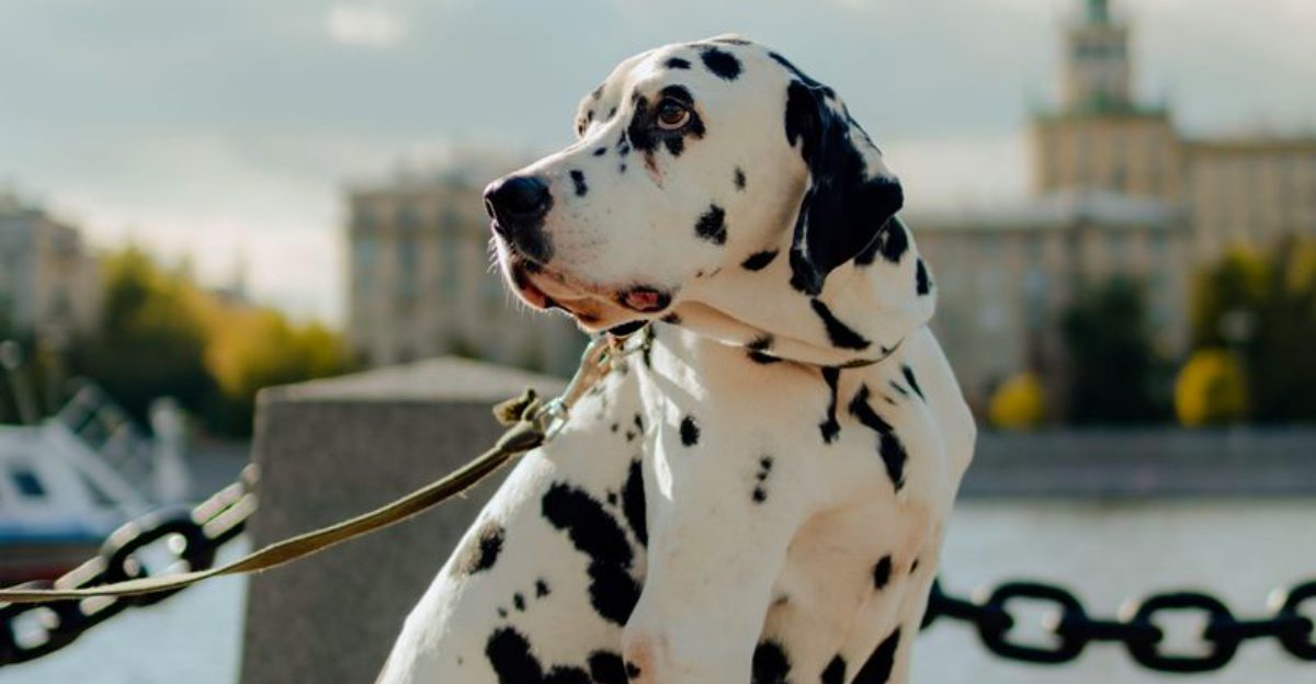 Looking for a tidier companion? These dog breeds have some naturally neat habits