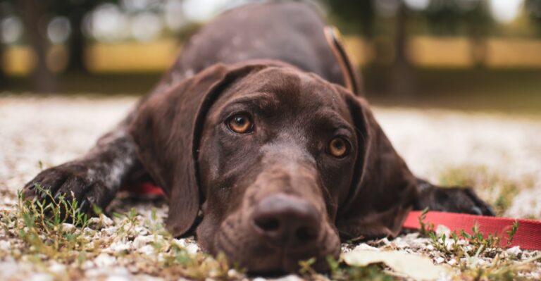 featured image 4996cacd5f12 bb542c03af2c dog news