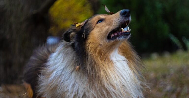 featured image 4b3cac0fe24d ab731f4967e5 dog news