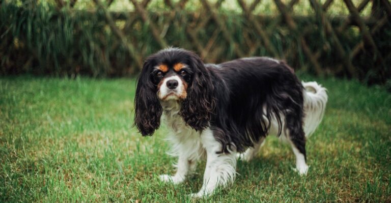 featured image 4d63400a5fb2 7cac7e42ddf0 dog news