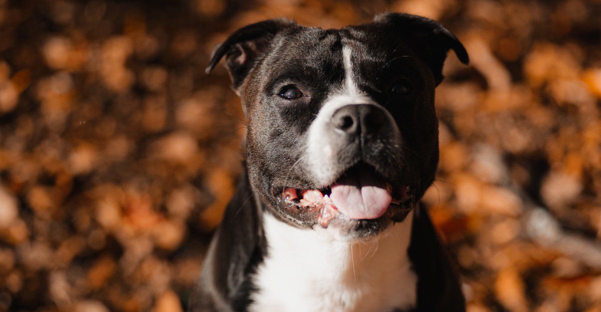 A quiet house sounds peaceful – but these 11 dog breeds may experience it very differently