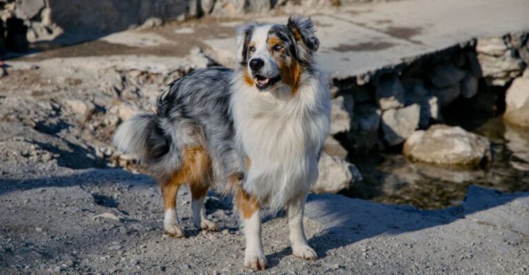 featured image 52d2eb089c60 0143f6c9a1c4 dog news
