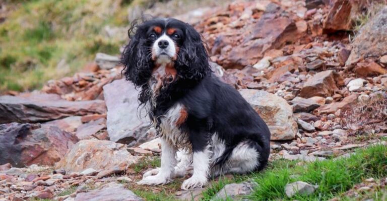 featured image 573f8f902a8f 5d1e147dd358 dog news