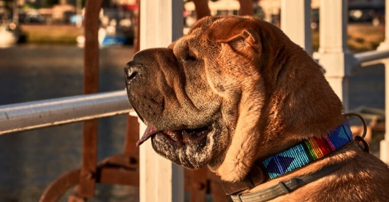 featured image 5aadce545838 852c3f239027 dog news