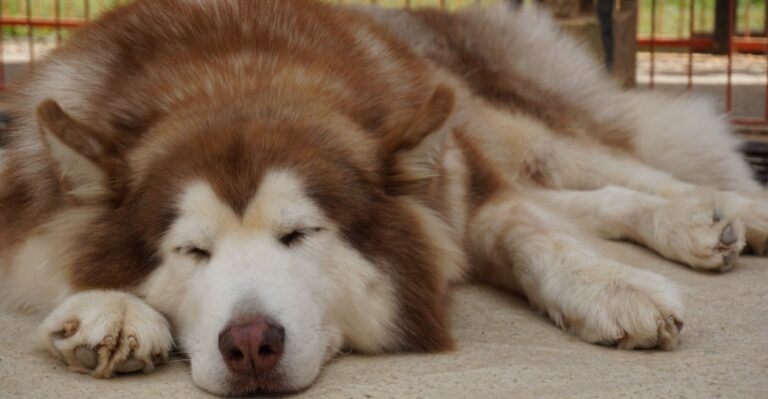 featured image 5fe609a60a45 e67c5d3fa23a dog news