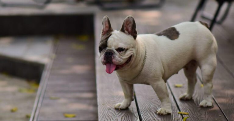 featured image 617bf12834da 478b497d1f2e dog news