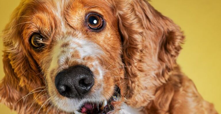 featured image 64a1055afe0a 086218bc0532 dog news